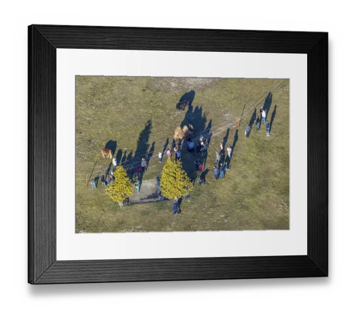 Framed Print : Aerial view, walker visiting camel and horses at the riding arena