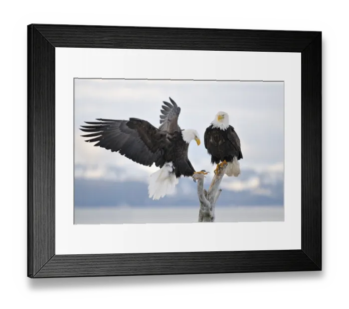 Framed Print : Bald Eagle (Haliaeetus leucocephalus) landing