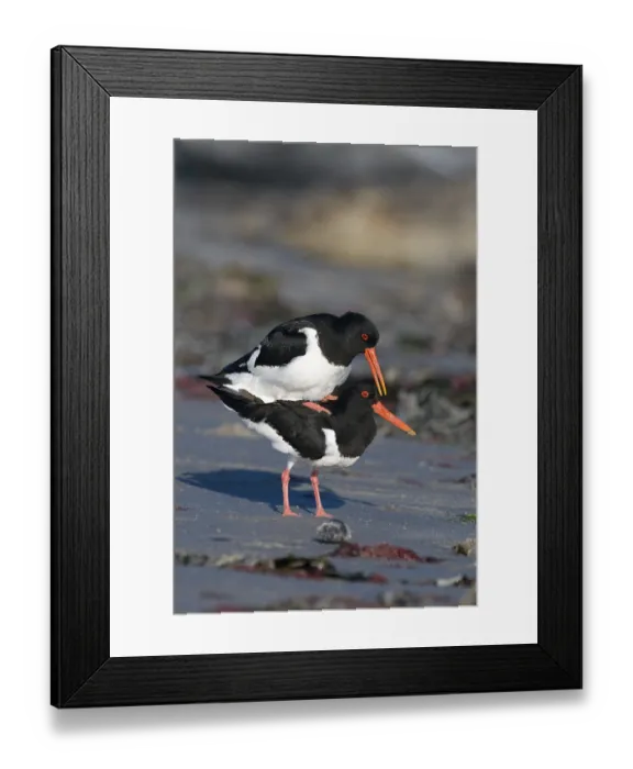Framed Print : Oystercatchers (Haematopus ostralegus) Framed Print : Oystercatchers (Haematopus ostralegus)