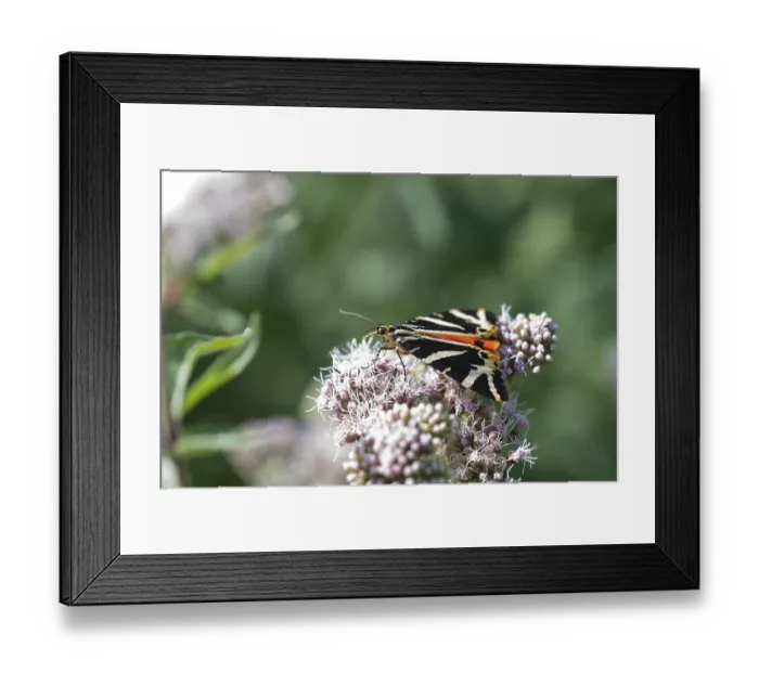 Framed Print : Butterfly, jersey tiger (Euplagia quadripunctaria) sucking nectar on hemp agrimony (Eupatorium cannabinum)