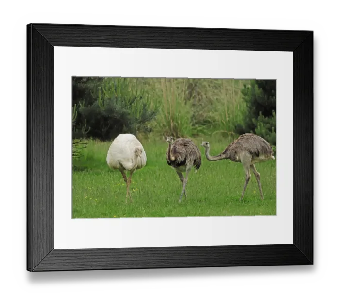 Framed Print : Greater Rhea (Rhea americana), native to South America