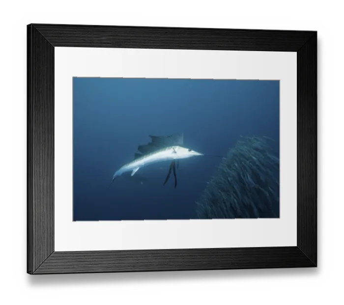Framed Print : Sailfish hunting sardines, Istiophorus albicans