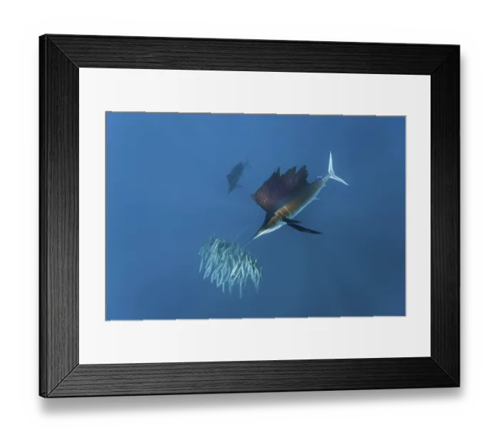 Framed Print : Sailfish hunting sardines, Istiophorus albicans