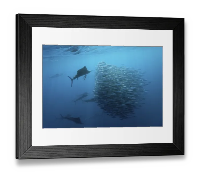 Framed Print : Atlantic fanfish hunting sardines