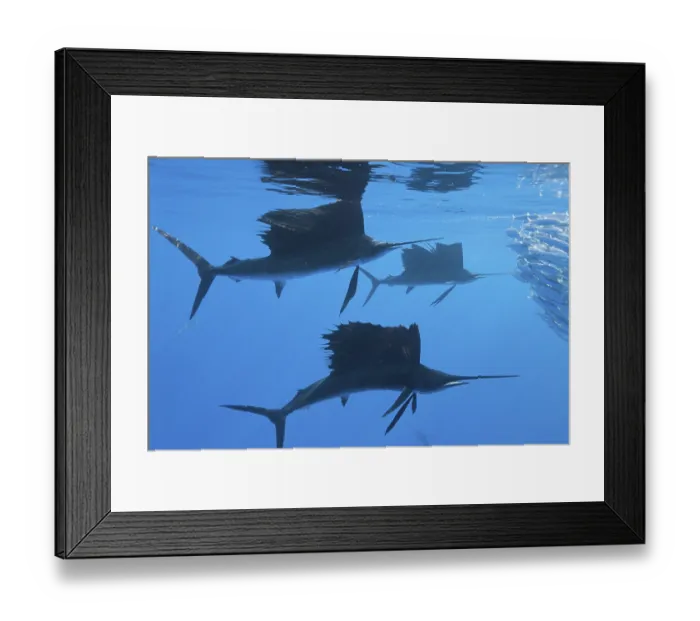 Framed Print : Sailfish hunting sardines, Istiophorus albicans Framed Print : Sailfish hunting sardines, Istiophorus albicans