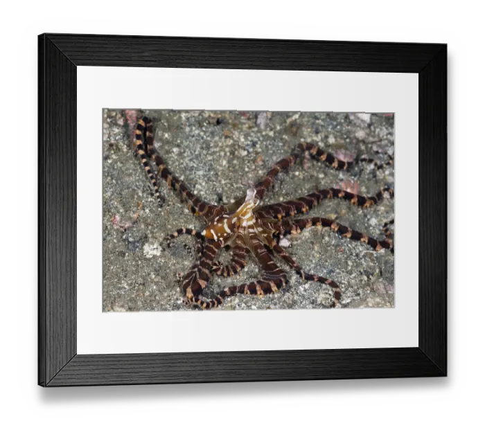 Framed Print : Wonderpus octopus, Wunderpus octopus