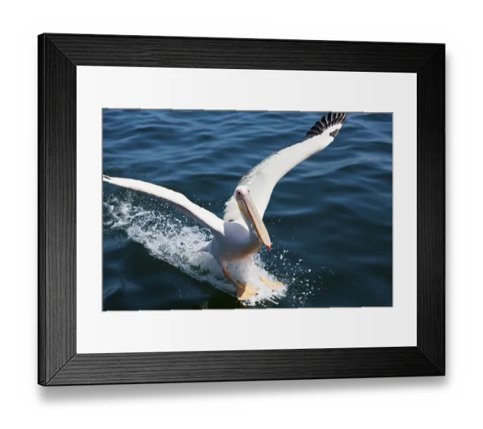 Framed Print : Landing of a pink pelican, Pelecanus onocrotalus