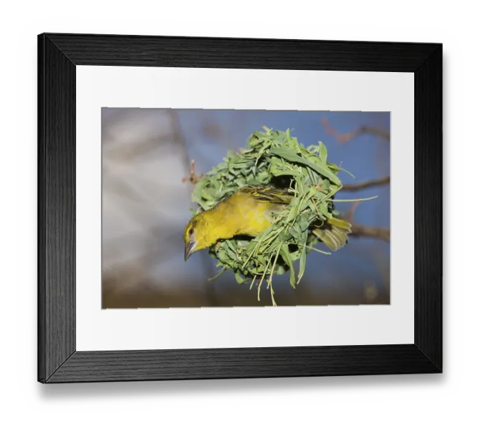 Framed Print : Yolk weaver, Textor vitellinus