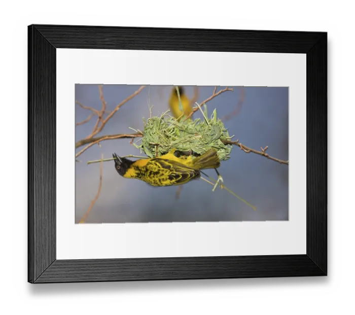 Framed Print : Yolk weaver, Textor vitellinus