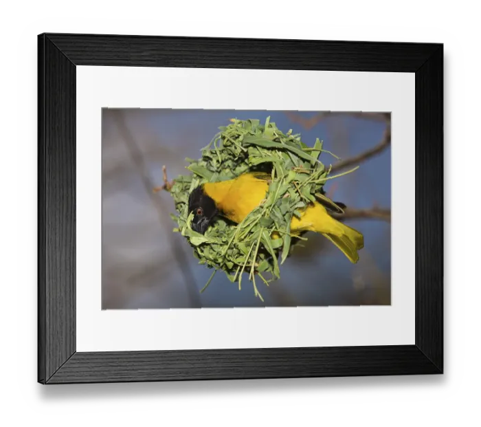 Framed Print : Yolk weaver, Textor vitellinus