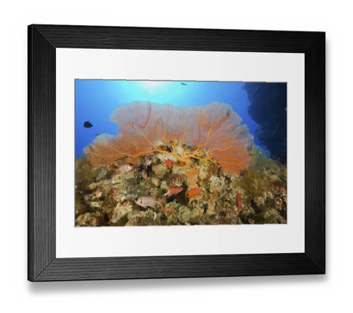 Framed Print : Soldierfish under fan coral, Annella mollis