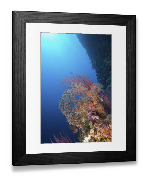 Framed Print : Coral reef, Siaes Wall, Micronesia, Palau