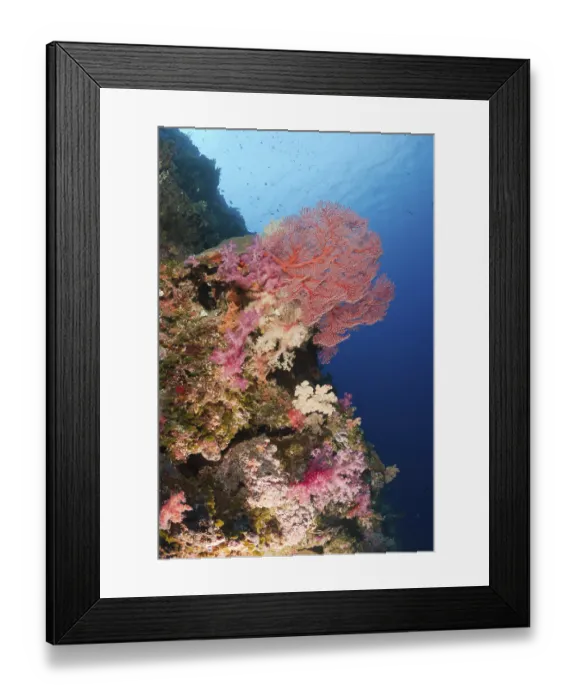 Framed Print : Colourful coral reef, Peleliu Wall Framed Print : Colourful coral reef, Peleliu Wall