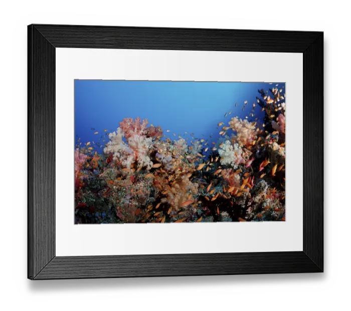 Framed Print : Bannerfish in coral reef, Maldives Framed Print : Bannerfish in coral reef, Maldives