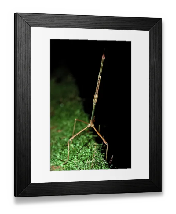 Framed Print : Stick insect, Phasmatidea, Phamida Framed Print : Stick insect, Phasmatidea, Phamida