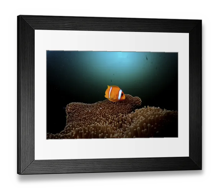Framed Print : Red Sea Anemonefish, Amphiprion bicinctus