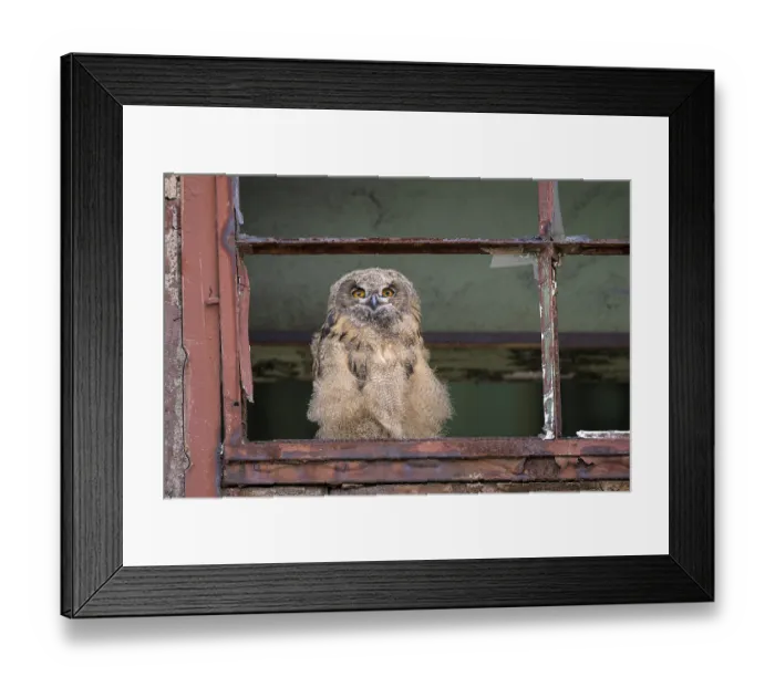 Framed Print : Eurasian eagle-owl (Bubo bubo) Framed Print : Eurasian eagle-owl (Bubo bubo)