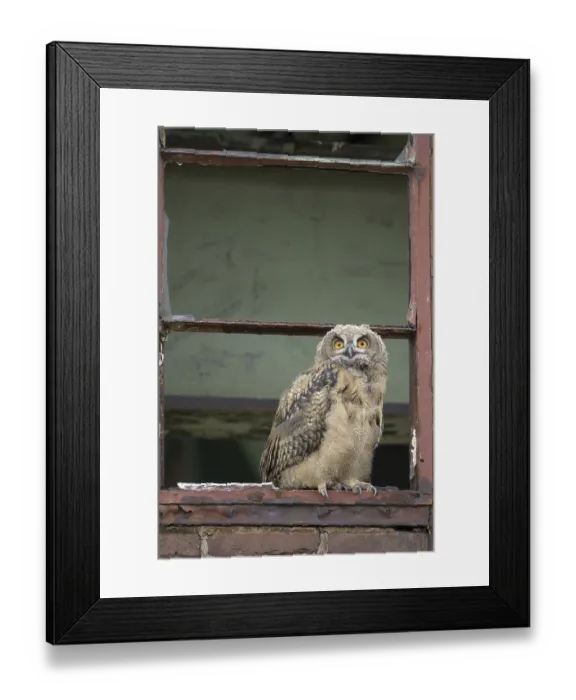 Framed Print : Eurasian eagle-owl (Bubo bubo)
