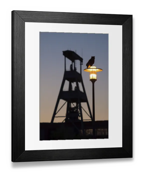 Framed Print : Eurasian eagle-owl (Bubo bubo)