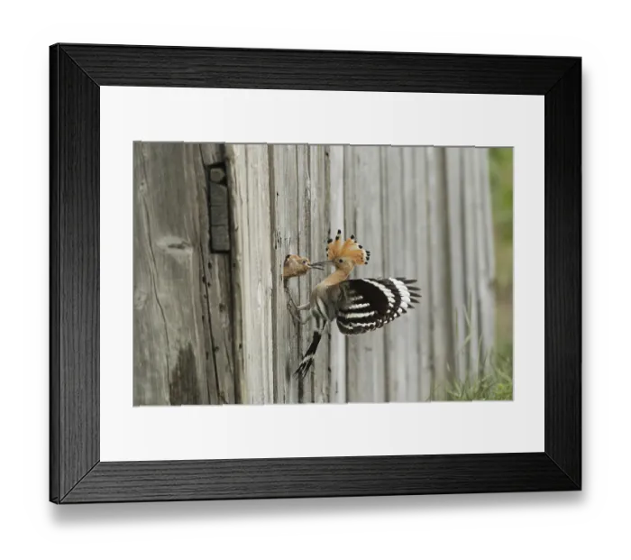 Framed Print : Hoopoe (Upupa epops) feeding young bird at the artificial breeding hole in a barn