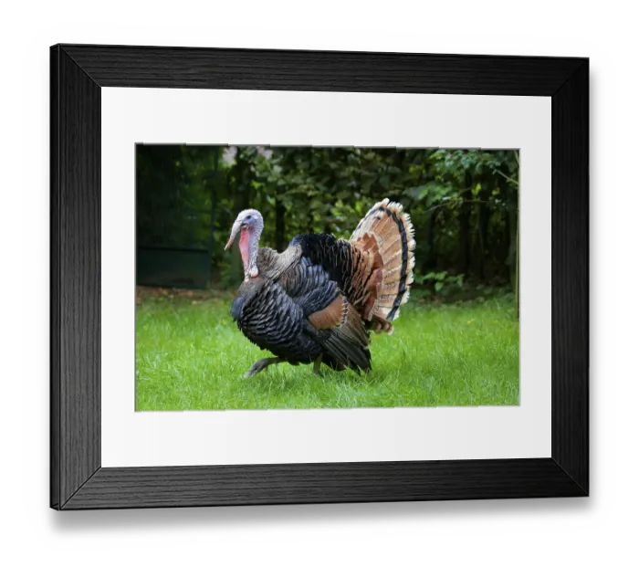 Framed Print : Domestic turkey, free range, turkey, turkey hen