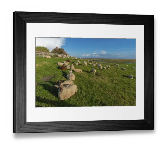 Framed Print : Hamburg Hallig, flock of sheep on the dwelling mound Framed Print : Hamburg Hallig, flock of sheep on the dwelling mound