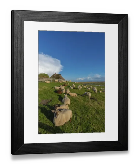 Framed Print : Hamburg Hallig, flock of sheep on the dwelling mound Framed Print : Hamburg Hallig, flock of sheep on the dwelling mound