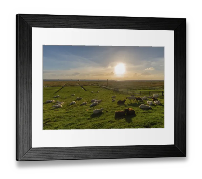 Framed Print : Hamburg Hallig, flock of sheep on the dwelling mound