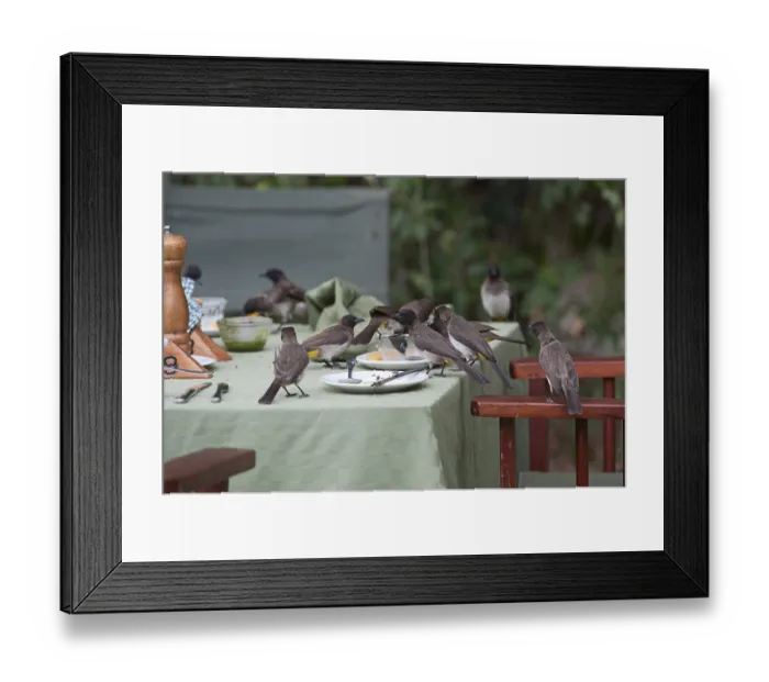 Framed Print : Common Bulbuls (Pycnonotus babatus) scavenging for scraps on table in safari lodge in Masai Mara Framed Print : Common Bulbuls (Pycnonotus babatus) scavenging for scraps on table in safari lodge in Masai Mara
