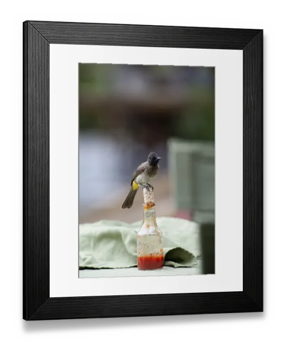 Framed Print : Common Bulbul (Pycnonotus babatus) perched on chili sauce bottle Framed Print : Common Bulbul (Pycnonotus babatus) perched on chili sauce bottle