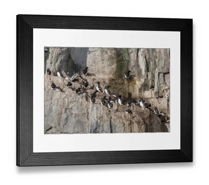 Framed Print : Common murres (Uria aalge) at the bird cliffs Alkefjellet