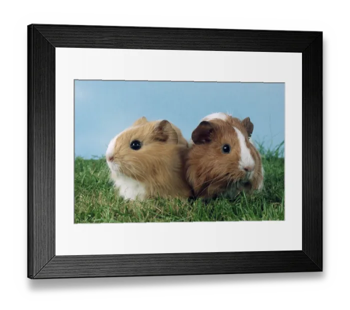 Framed Print : Guinea Pig Pigs, Guinea Pig