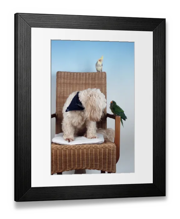 Framed Print : Mixed Breed Dog with Peach-fronted Conure and Cockatiel (Aratinga aurea aurea)