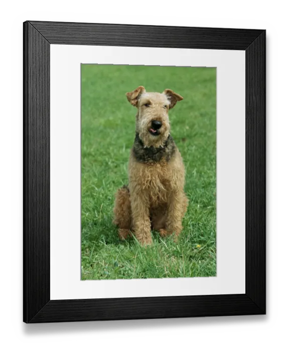 Framed Print : Airedale Terrier