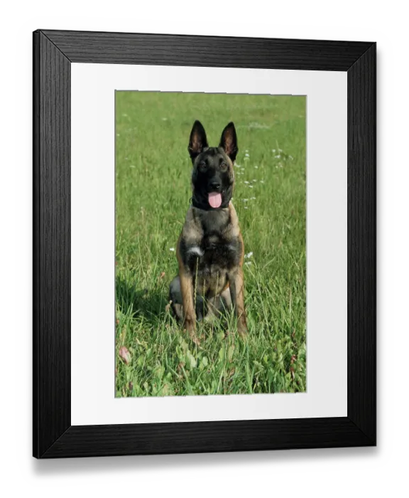 Framed Print : Belgian Malinois, Malinois, Belgian Shepherd Dog Framed Print : Belgian Malinois, Malinois, Belgian Shepherd Dog