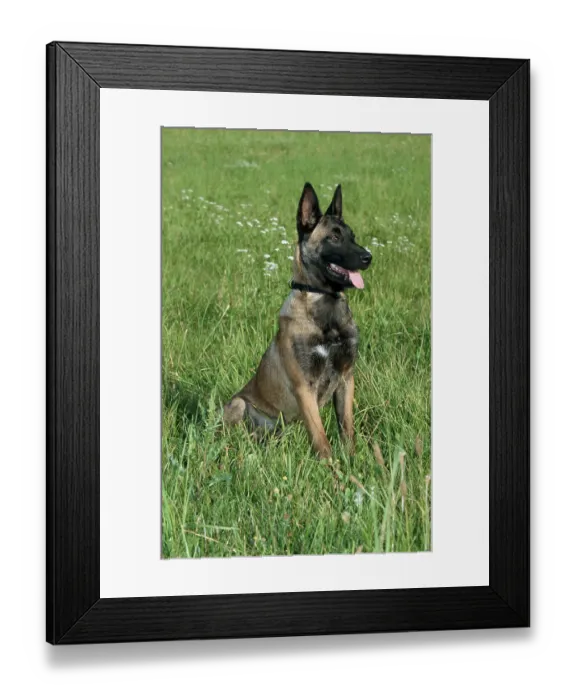 Framed Print : Malinois, Belgian Shepherd, Mecheler