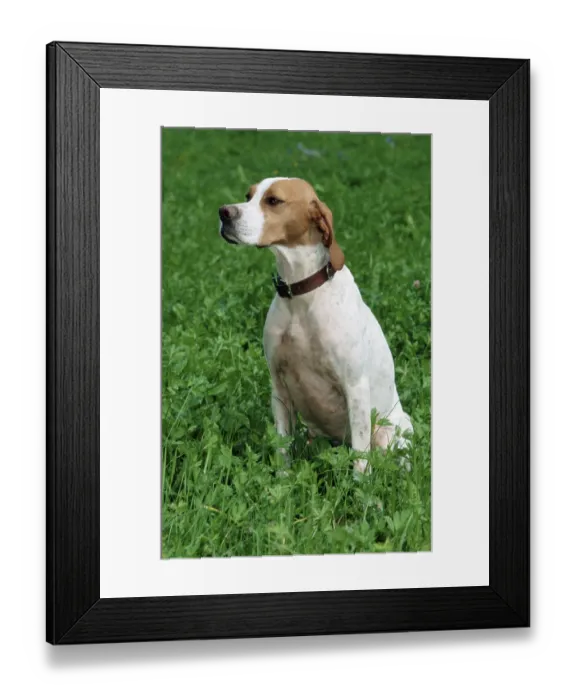 Framed Print : English pointer, collar Framed Print : English pointer, collar