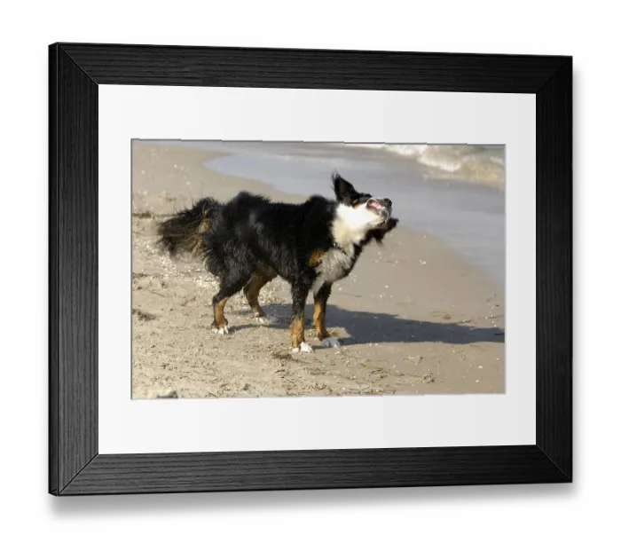 Framed Print : Bernese mountain dog shakes water out of its coat