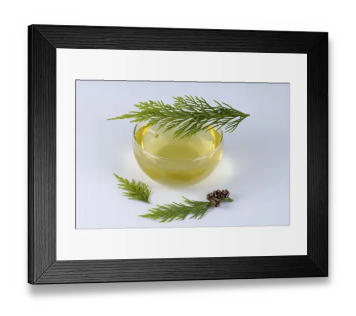 Framed Print : Thuja occidentalis (Thuja occidentalis)