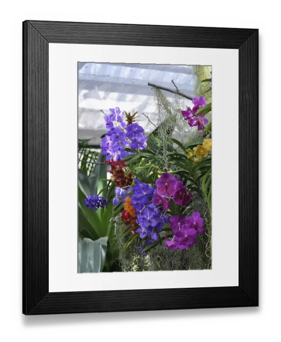 Framed Print : On Lake Constance, Mainau Island Framed Print : On Lake Constance, Mainau Island