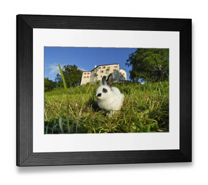 Framed Print : Pygmy Rabbit (Brachylagus idahoensis) on a green meadow in front of Schloss Friedberg castle