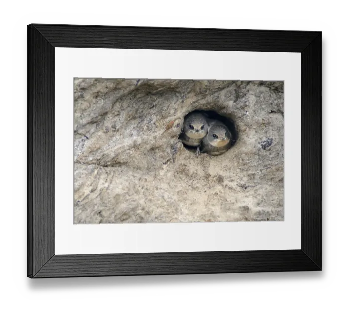 Framed Print : Sand Martins or Bank Swallows (Riparia riparia) nestlings looking out of nesting hole