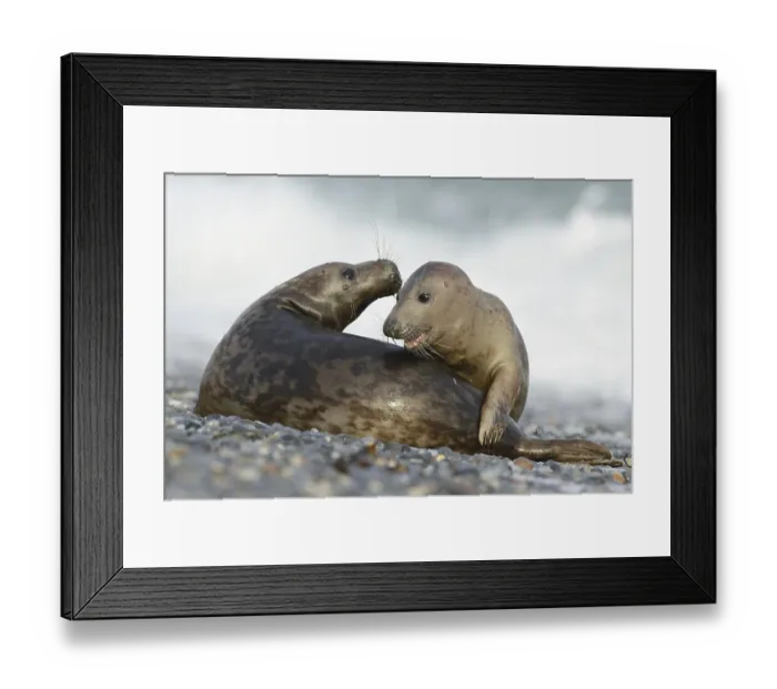 Framed Print : Grey Seals (Halichoerus grypus)