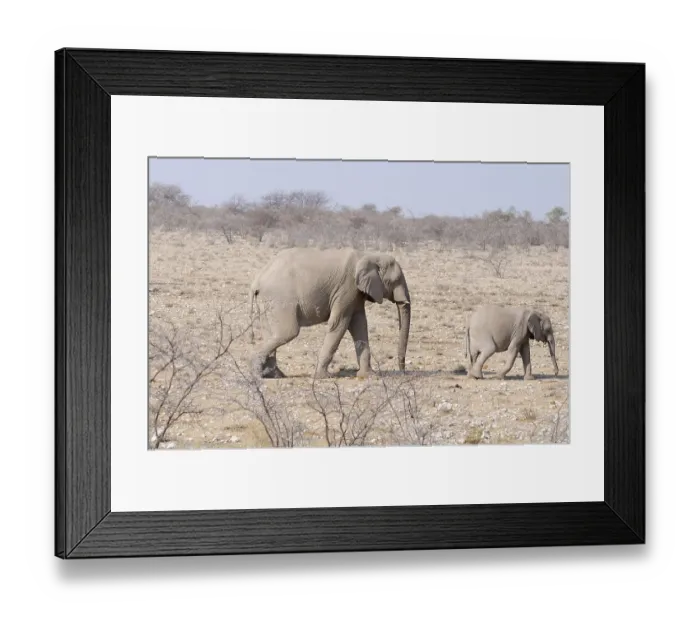 Framed Print : African Elephant (Loxodonta africana) with a calf