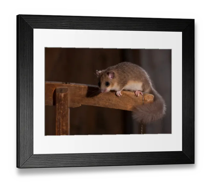Framed Print : Edible dormouse (Glis glis), sitting, in barn