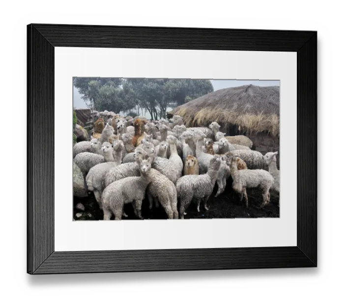Framed Print : Llama herd in Pampa Blanca village Framed Print : Llama herd in Pampa Blanca village