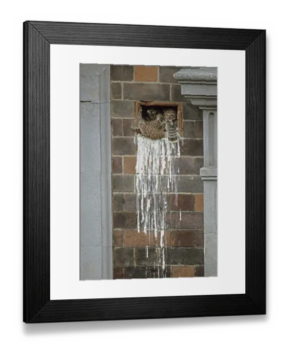 Framed Print : Common Kestrel (Falco tinnunculus) young Framed Print : Common Kestrel (Falco tinnunculus) young