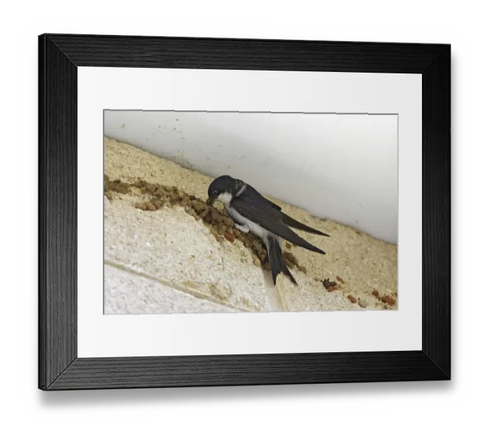Framed Print : House Martin (Delichon urbica)