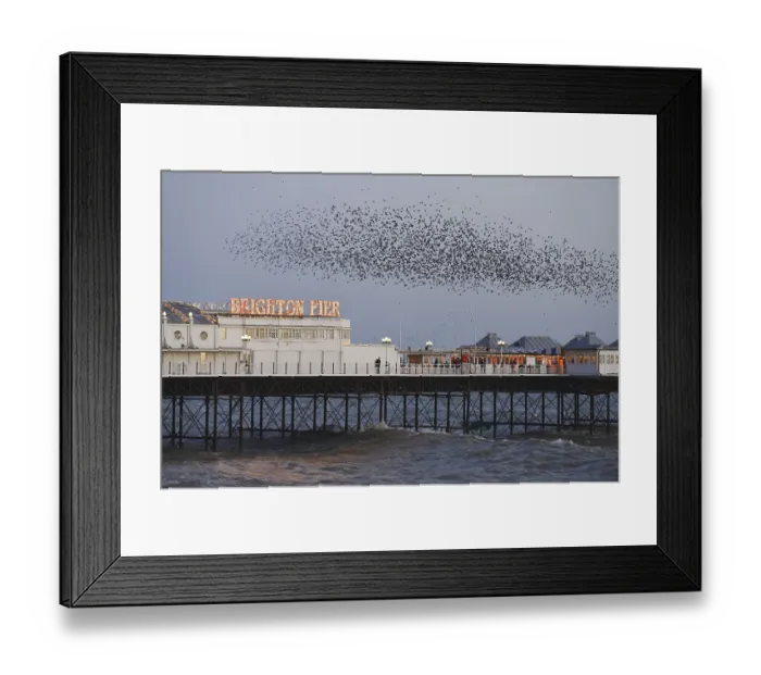 Framed Print : Common Starling (Sturnus vulgaris) flock