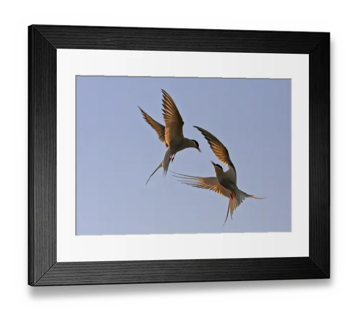 Framed Print : Arctic Tern (Sterna paradisea)